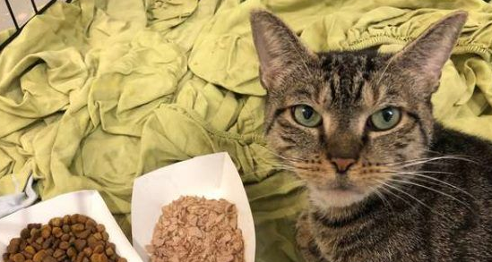 虎斑猫关塑胶桶内弃养 幸得狗狗发现被救于收容所