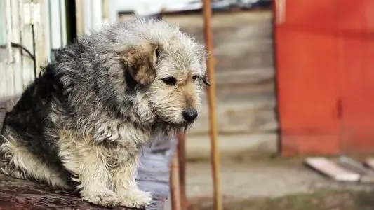 狗狗的窝被霸占，看到入侵者的眼神时，好心人却不忍驱赶