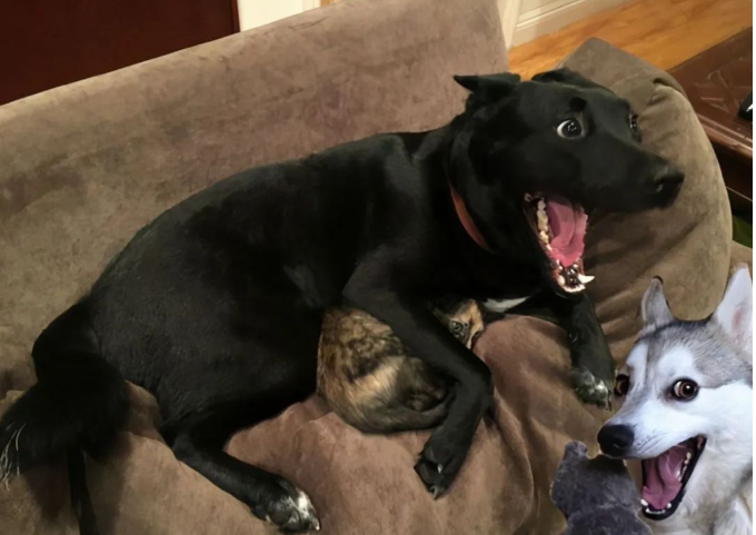 这些东西对狗来说是“克星”，看见都害怕