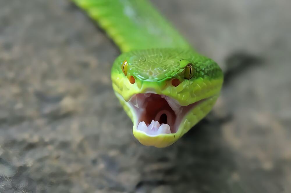 白唇竹叶青身份信息