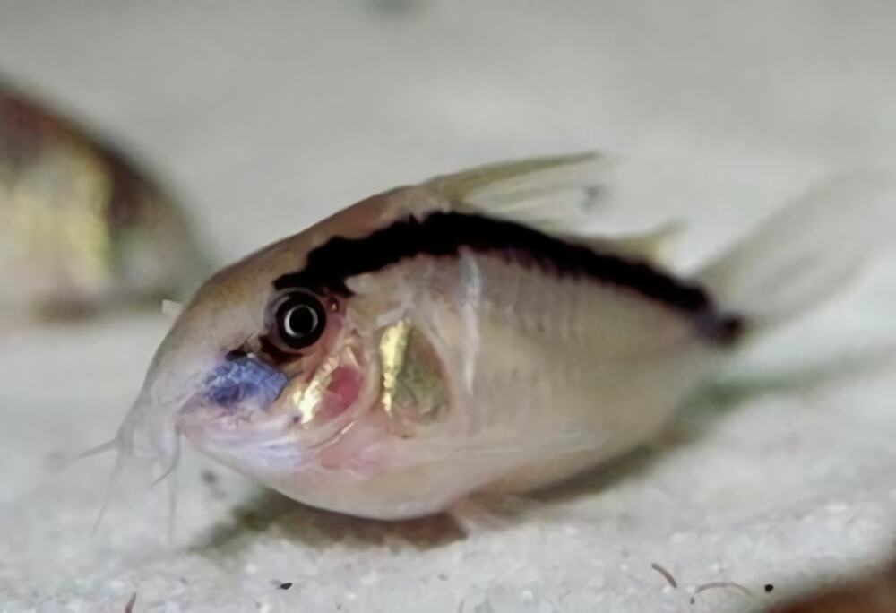 印第安鼠身份信息