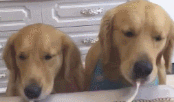 狗狗吸一根鲜面条吸究竟，网民：猜疑鲜面条会假？