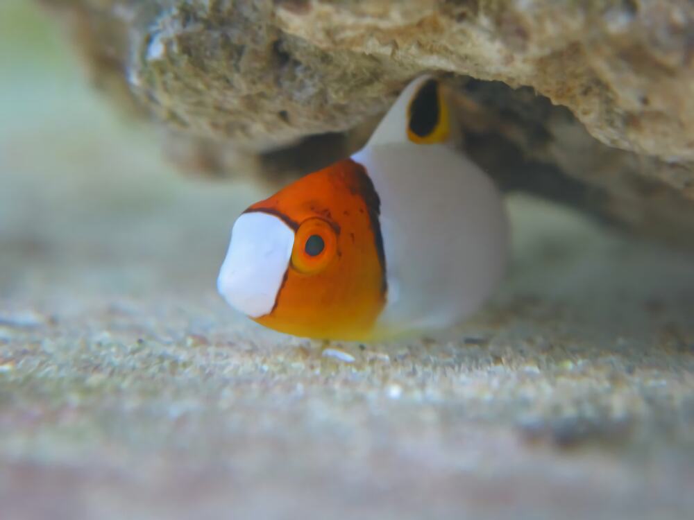 白鹦哥身份信息