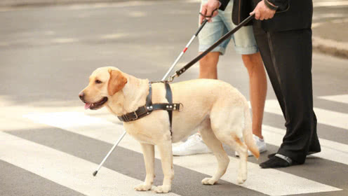 超萌导盲犬,奋不顾身保护主人,感人影片曝光
