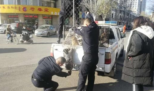 现实版的忠犬八公!小狗苦等车祸身亡女主人80天