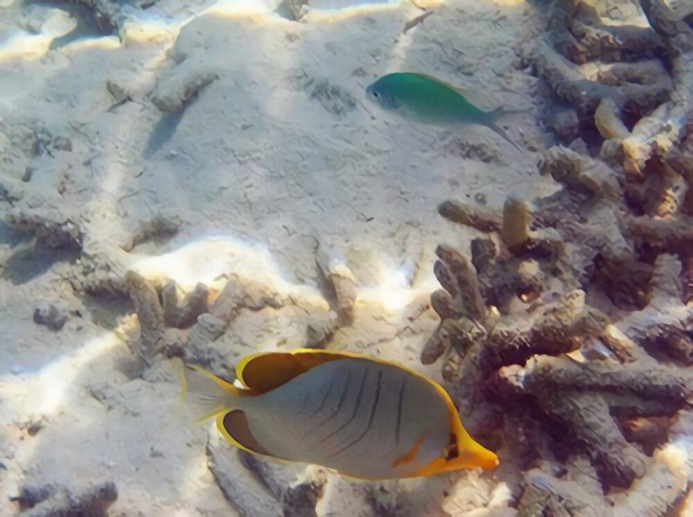 默氏蝴蝶鱼身份信息