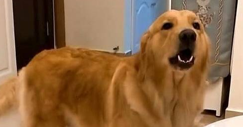 因为主人接金毛晚了点,回到家就开始大骂,这次可把狗狗气坏了!