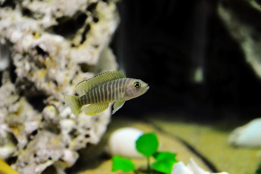 斑马贝身份信息