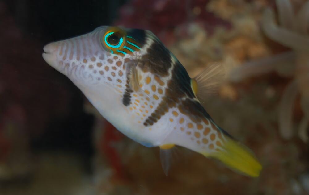 日本婆身份信息