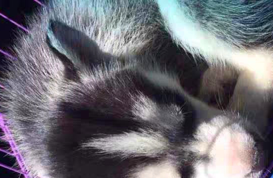 兵哥哥见义勇为救下流浪狗,不料带回团宠成公主,网友直呼好幸福