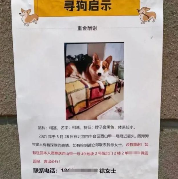 “寻狗启示”找到狗送北京一套房,狗找到了