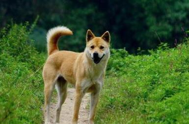 中华田园犬，看家护院是好手，为什么就做不了警犬？