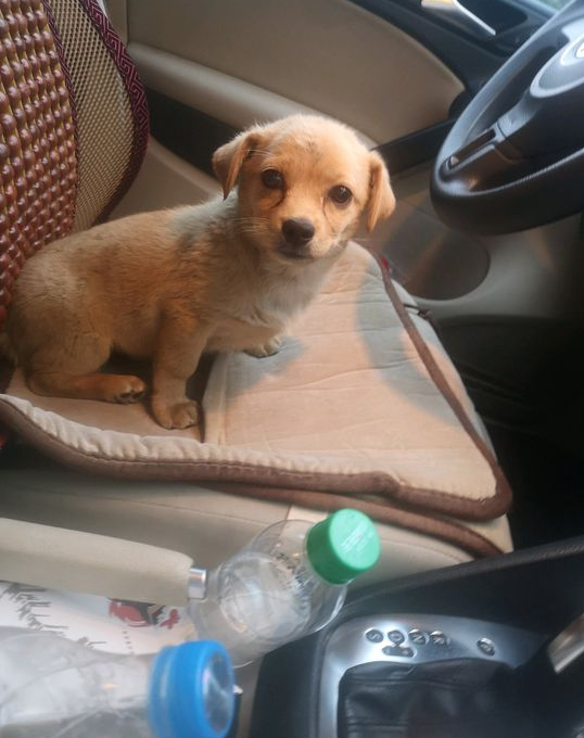 女孩儿回家的道上捡一条狗狗,上一洗手间回家见到狗狗后她差点儿笑喷