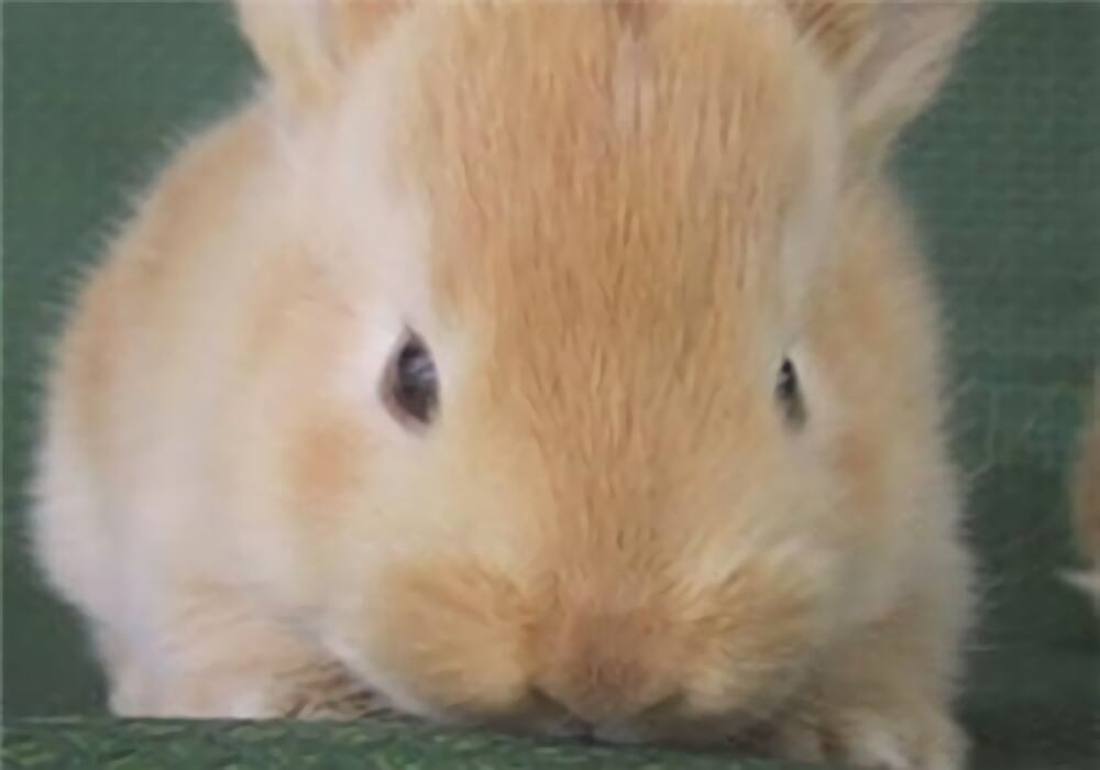 忌廉兔身份信息