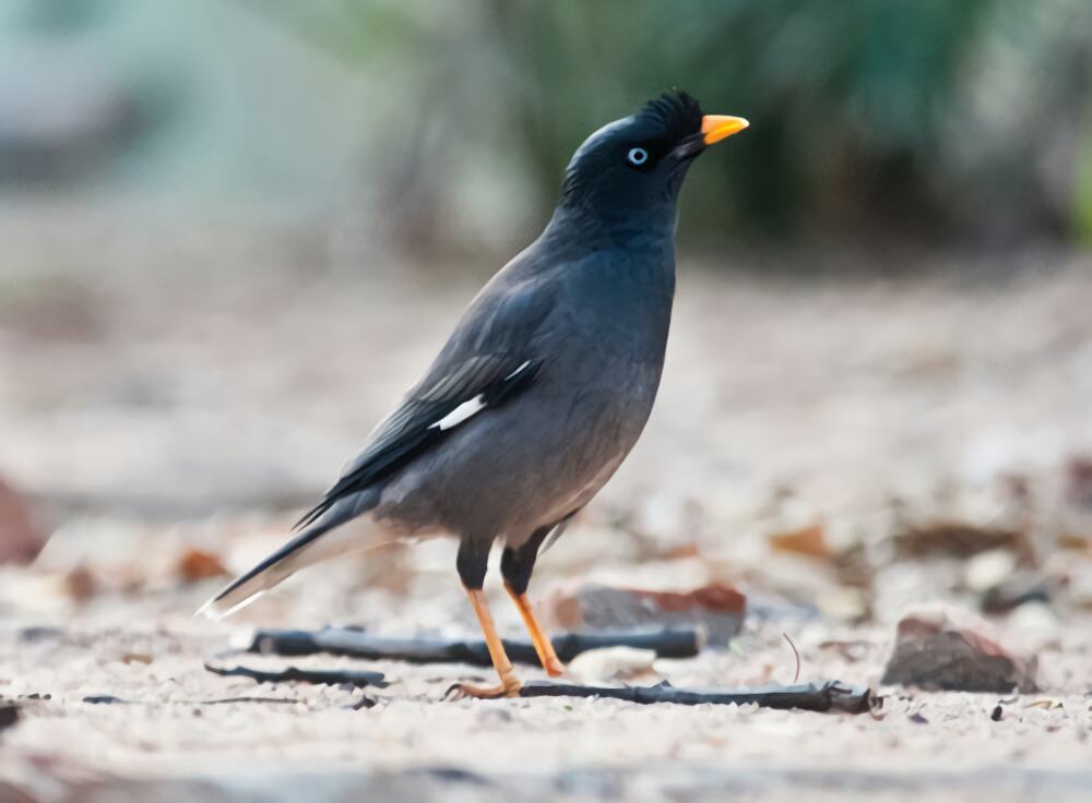 八哥鸟身份信息