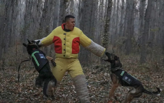 又飒又勇!野外拉练促实战 警犬特警练兵忙
