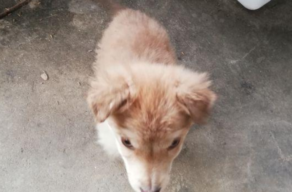 遛猫遛狗时过路人指向一麻袋,问需不需要收养流浪狗,看了女生后悔莫及了