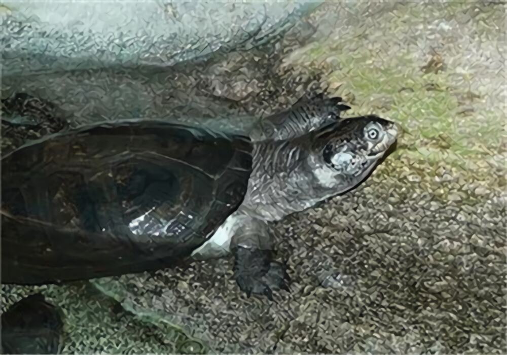 非洲棱背泥龟身份信息