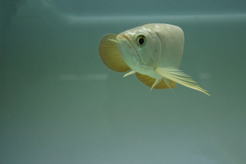 金龙鱼身份信息