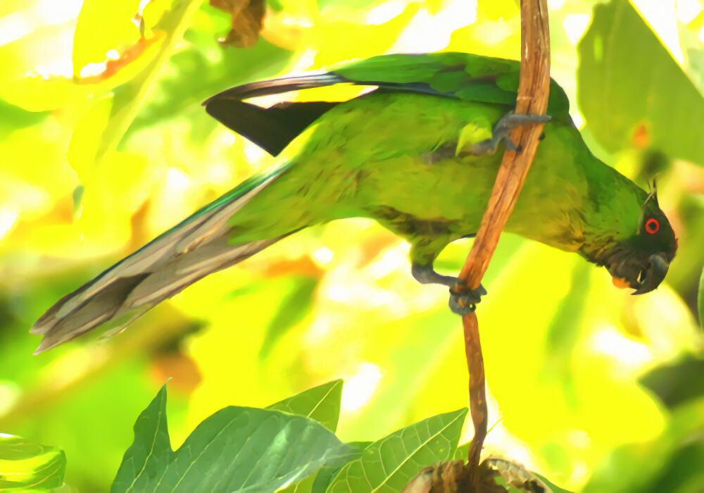 独角鹦鹉身份信息