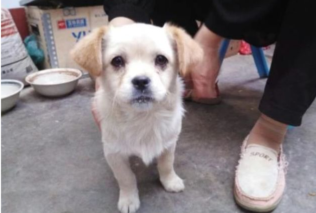 母犬孕期又生下孪生兄弟，主人发觉不对劲：这眼眶咋会事？