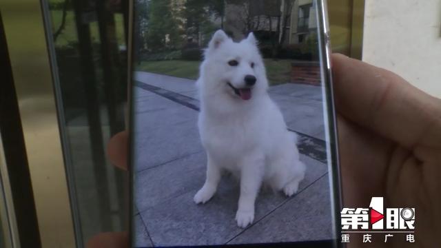 某小区宠物狗接连死亡 警方介入调查