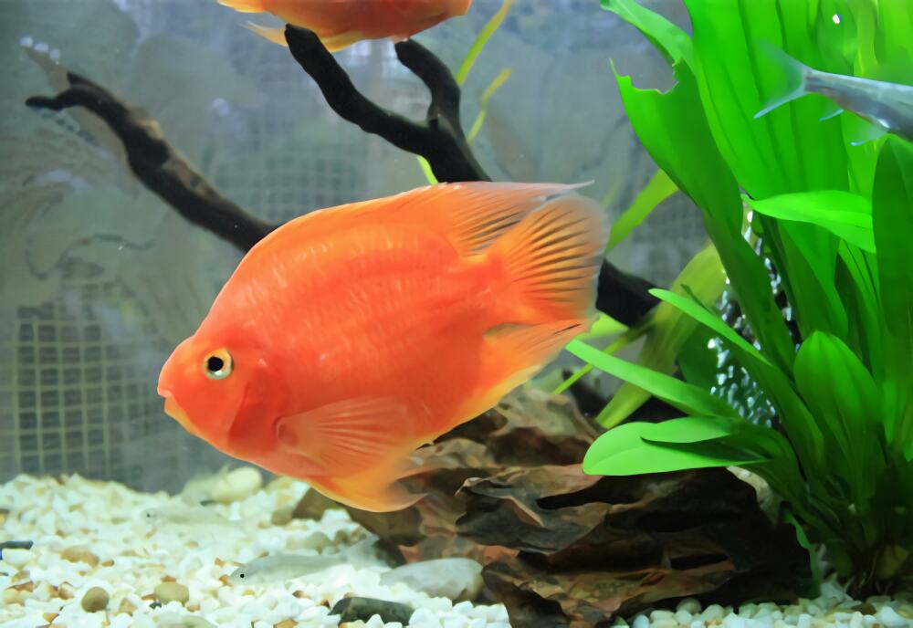 鹦鹉鱼身份信息