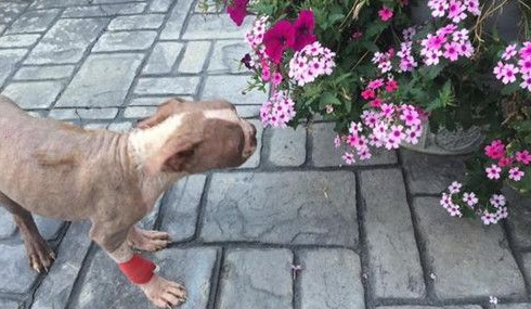 黑心繁殖造孽4个月小狗石化满身伤 靠奇迹活命