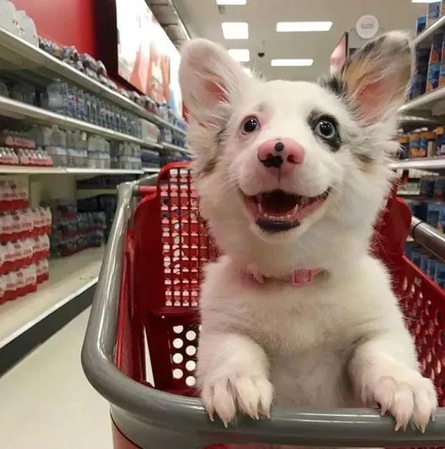 据说养狗后的人都有这些“困扰”