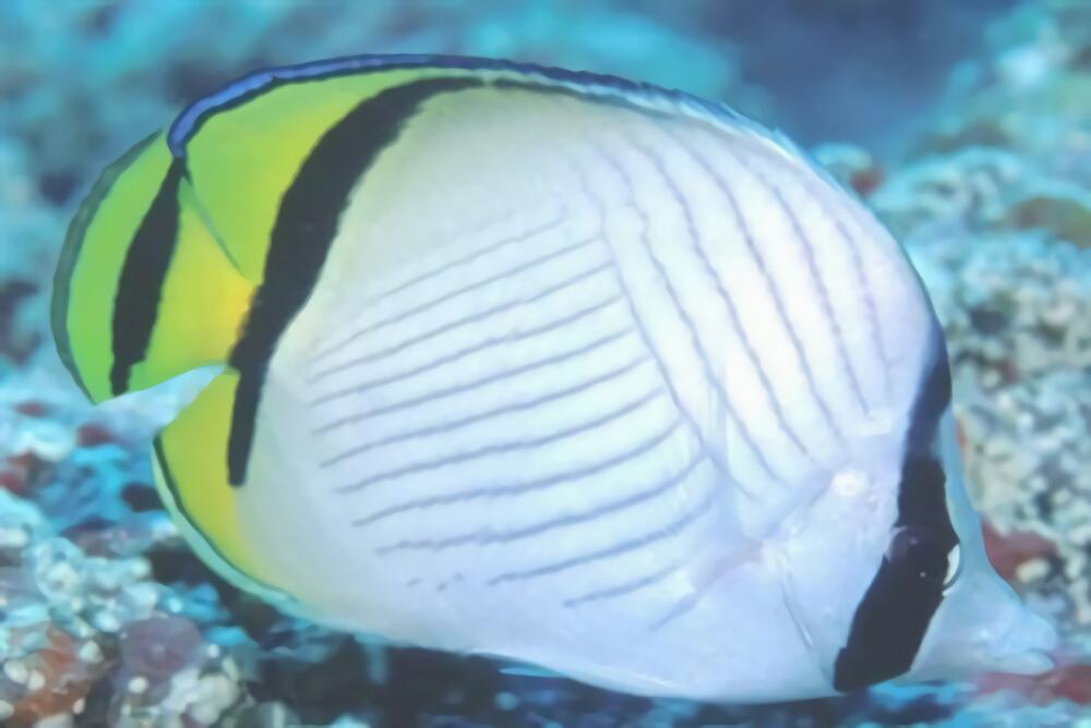 斜纹蝴蝶鱼身份信息