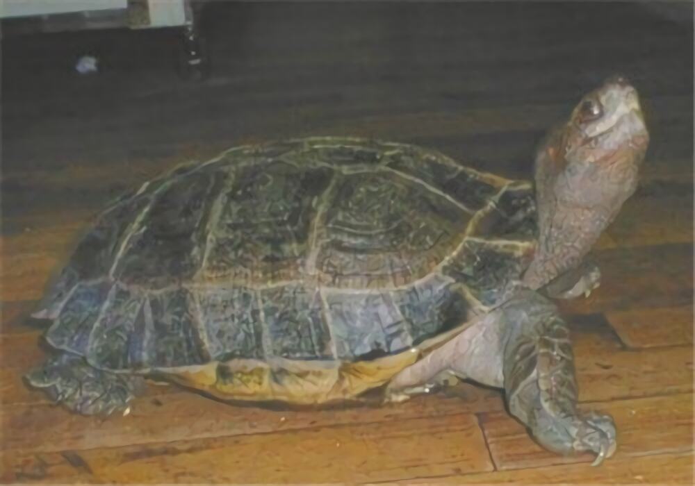 马来西亚巨龟身份信息