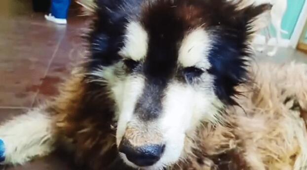 被主人抛弃的阿拉斯加犬,生命永远停在了3岁
