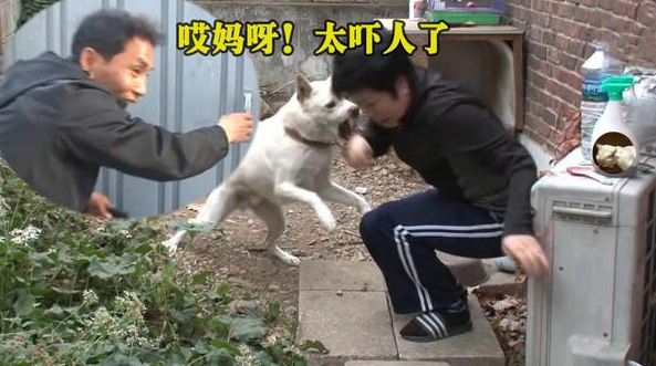 宠物犬性情大变，对主人都龇牙咧嘴
