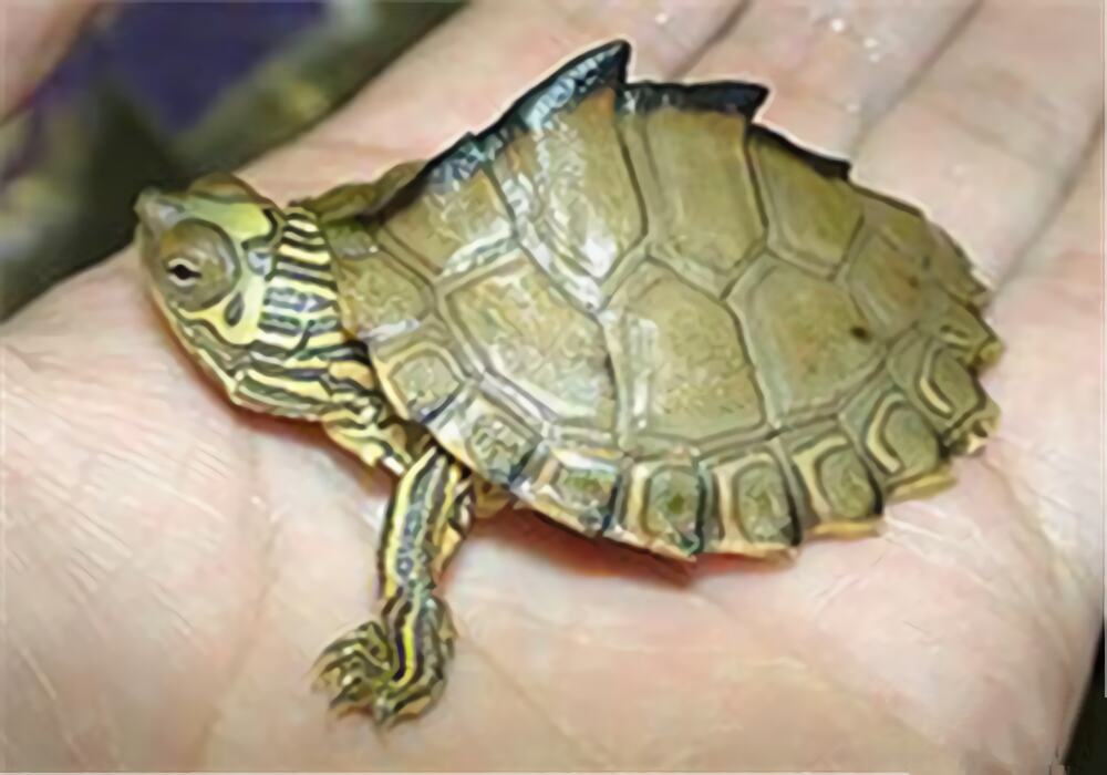 地图龟身份信息