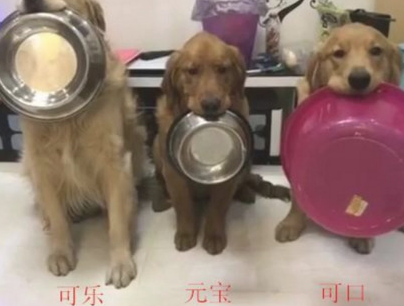 三只狗狗排列成队用餐,叼的碗一个比一个大,最后一个过分了