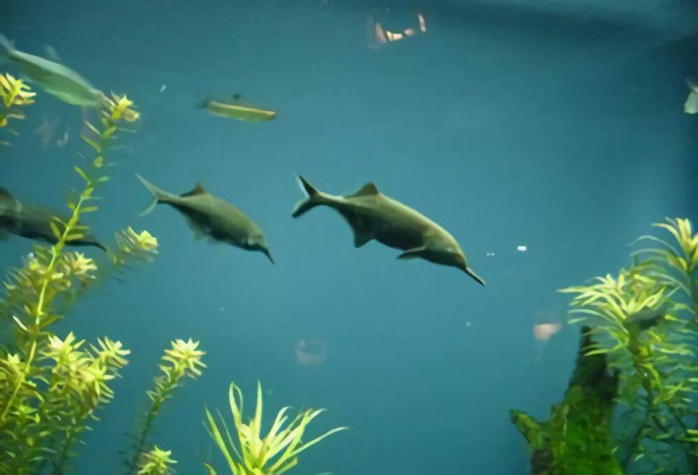 象鼻鱼身份信息