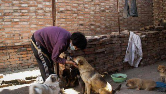 救助从来不是一个人就能完成的,而她却为600多只流浪狗坚持了20年...