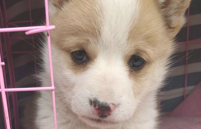 狗狗眼见主人要走，小家伙刚追上去想不到就被踢回原地不动，好无辜