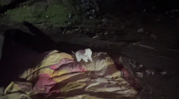 路边小狗饿坏了,看到人还主动靠近!