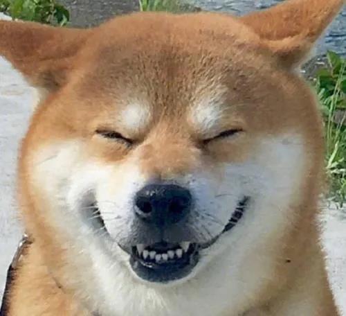 如何一句话证明你养了狗？