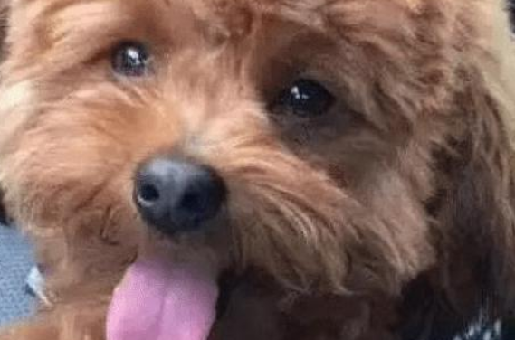 主人将泰迪犬寄放在宠物店,接它时发现泰迪舌头不见了