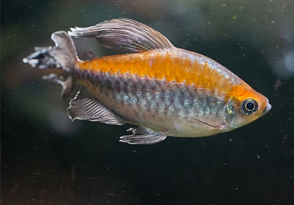 刚果扯旗鱼身份信息