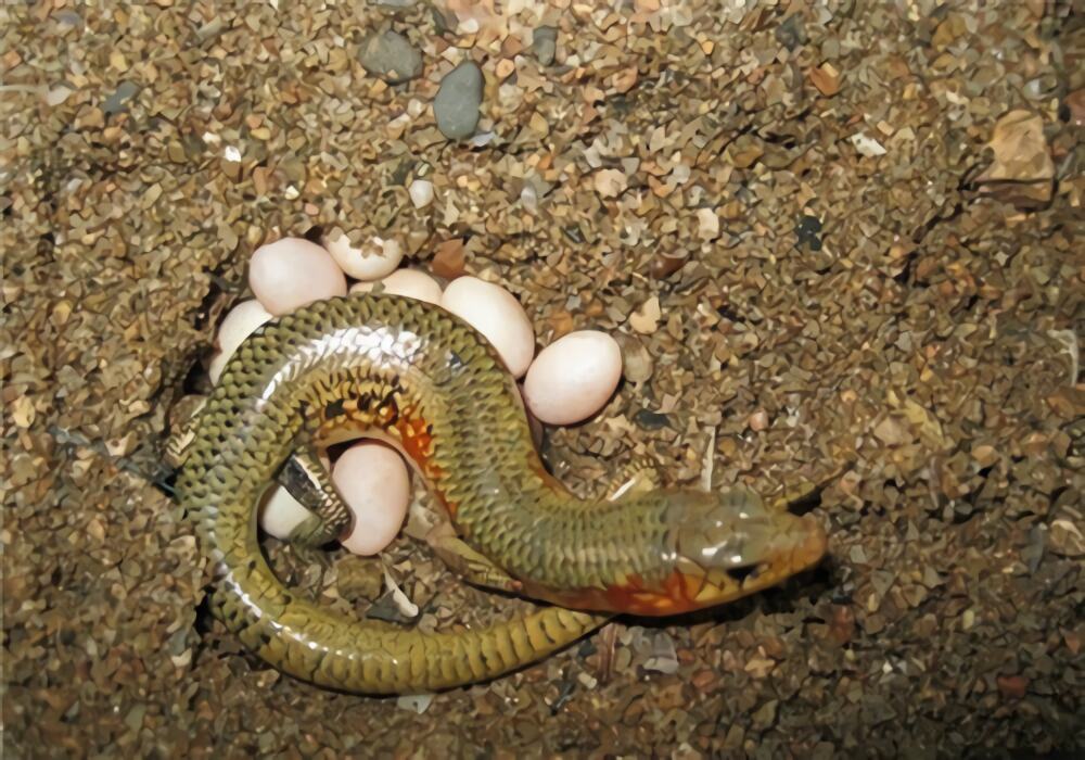 中华石龙子身份信息