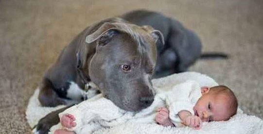 美国一斗牛犬打架后,怒气未消,转头就将主人家未满月的婴儿咬死