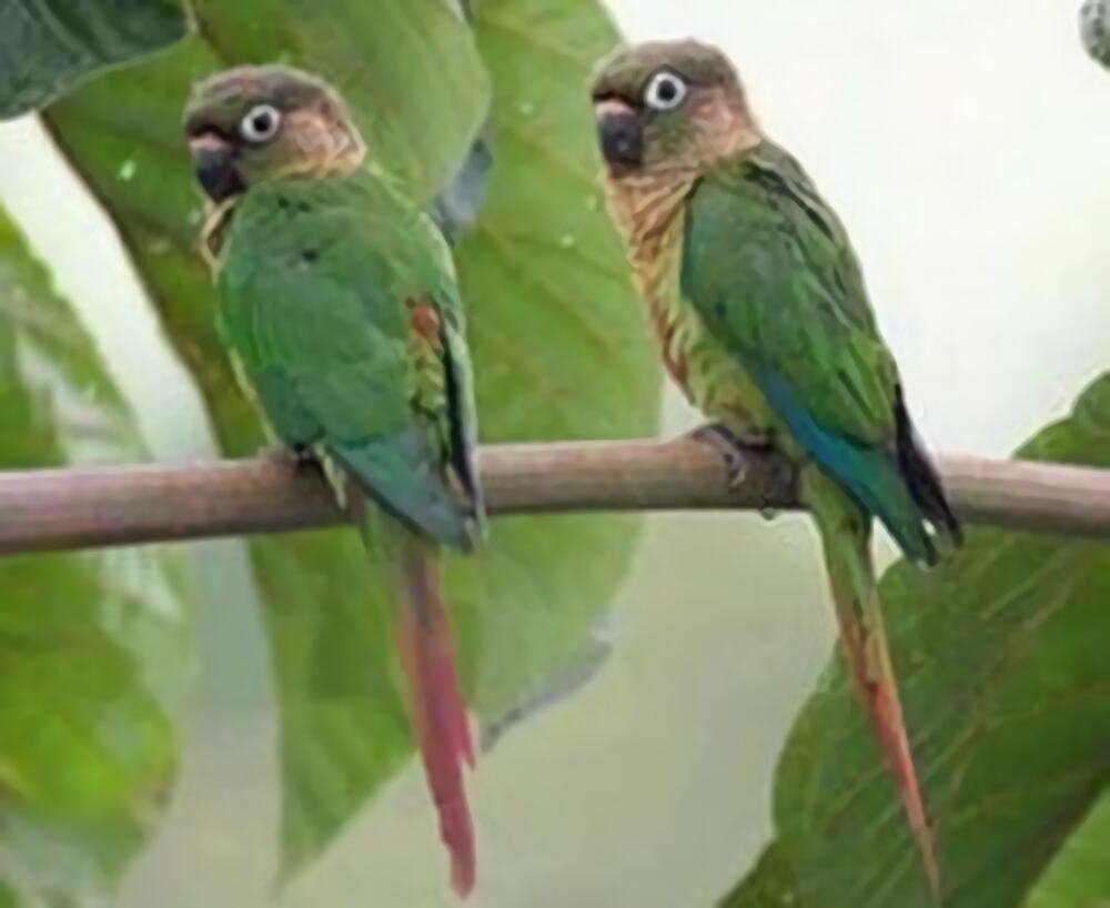 赤褐腹锥尾鹦鹉身份信息