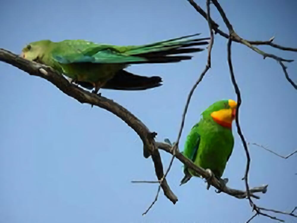 超级鹦鹉身份信息