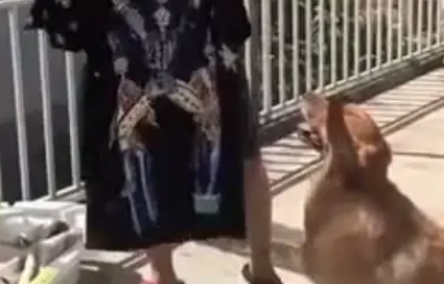 男主人晾衣服狗狗叼来了这个,男主人:你知道的太多了!
