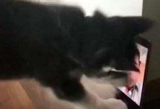 狗狗和主人开视频,狗狗太过思恋主人抚摩显示屏,主人欣慰十分
