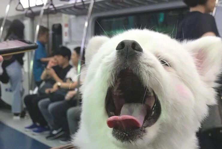 狗狗刚睡醒,发觉大家在看它,立刻露出笑容样子!