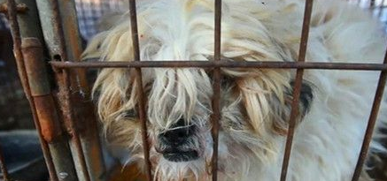 狗狗关押在工厂等待被人类食用 相关人员及时救援